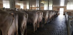 2Stallvisite1